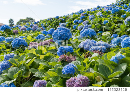 Natural Landscape view of purple Hydrangea flower (Hydrangea macrophylla) in a garden. Natural Landscape view of purple Hydrangea flower (Hydrangea macrophylla) in a garden. 135328526