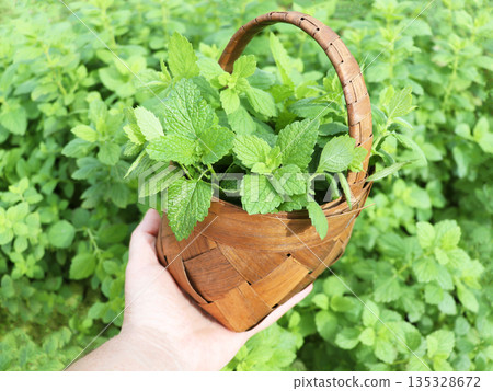 Farmer cutting fresh mint plant leaves on a farm Farmer cutting fresh mint plant leaves on a farm 135328672