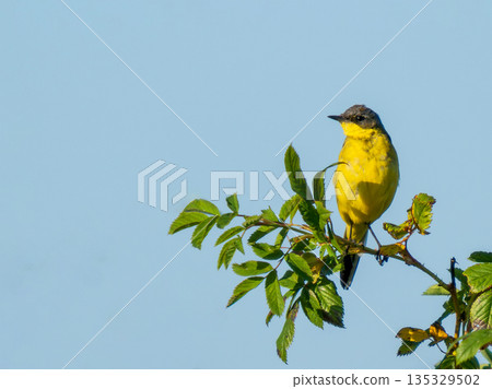 Western Yellow Wagtail or Motacilla flava perched on wild rose branch against clear blue sky. Copy space. Western Yellow Wagtail is small passerine bird in the wagtail family Motacillidae 135329502