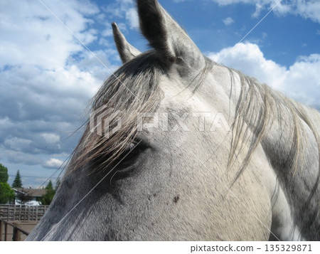 Canadian horse mane 135329871