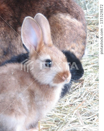 Canadian baby rabbit rabbit family livestock Canadian baby rabbit rabbit family livestock 135329872