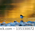 Evening riverbank - White wagtail② 135330072
