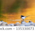 Evening riverbank - Japanese Wagtail① 135330073