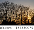 Sunset Dead Tree① 135330075