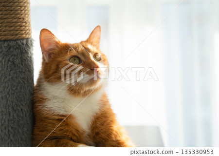 A ginger cat sits near a scratching post. Domestic cat behavior, playful lifestyle, pet wellness. Happy healthy pet concept. Activity and health of pets at home. 135330953