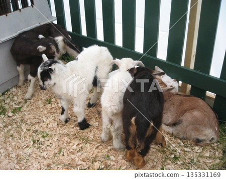 加拿大幼羊農場展 135331169