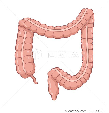 illustration of the human large intestine and colon structure illustration of the human large intestine and colon structure 135331190