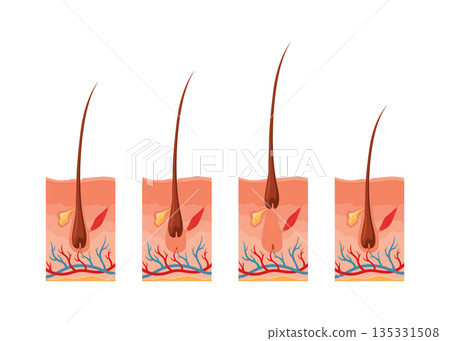 Hair growth cycle. Follicles phase. Anagen, Catagen and Telogen of hair bulbs phase. Human hair follicle anatomy. Cross section of layers of the skin 135331508
