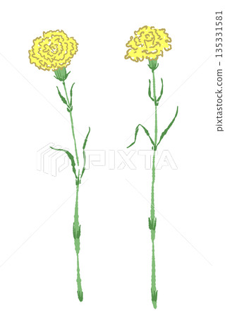 Hand-drawn color illustration material of yellow carnations for Mother's Day (frame, wreath, bouquet, etc.) Hand-drawn color illustration material of yellow carnations for Mother's Day (frame, wreath, bouquet, etc.) 135331581