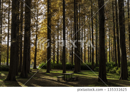 晨曦中的水杉林 135331625