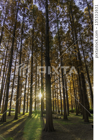Metasequoia forest in the morning sun 135331631