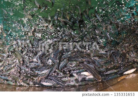 水邊生氣勃勃,熱鬧非凡。 水邊生氣勃勃,熱鬧非凡。 135331653