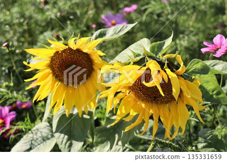 夏日花園裡兩朵向日葵盛開的故事 夏日花園裡兩朵向日葵盛開的故事 135331659