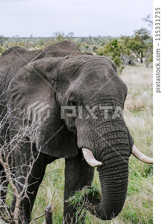 Large african elephant eating grass in natural habitat. Wildlife conservation Large african elephant eating grass in natural habitat. Wildlife conservation 135331735