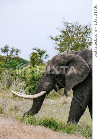 Elephant walking through dry grass and green bush. Wild animal Elephant walking through dry grass and green bush. Wild animal 135331736