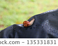 Trail after the rain, a snail moving quietly 135331831