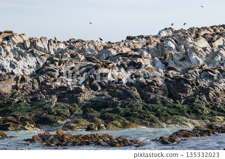 Cape fur seal colony resting on sun-drenched rocky shore with ocean water Cape fur seal colony resting on sun-drenched rocky shore with ocean water 135332023