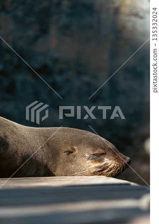 Cape fur seal resting in sunlight. South african animal sleeping on wooden pier Cape fur seal resting in sunlight. South african animal sleeping on wooden pier 135332024