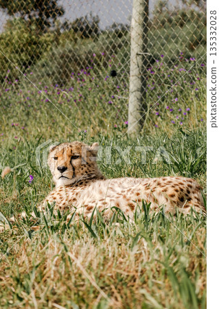 Cheetah resting on green grass in a rehabilitation centre, protecting 135332028