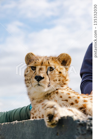 Cute cheetah cub resting at a rehabilitation centre in South Africa. Cute cheetah cub resting at a rehabilitation centre in South Africa. 135332030
