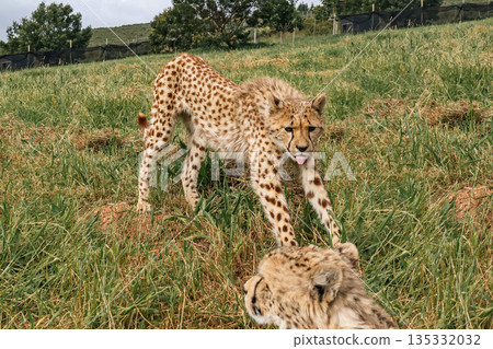 Cheerful cheetah with tongue out standing over another cheetah, funny animals 135332032