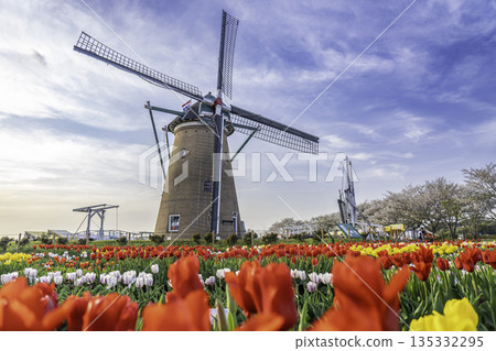 Tulip fields in full bloom and windmill Tulip fields in full bloom and windmill 135332295