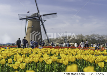 Tulip fields in full bloom and windmill Tulip fields in full bloom and windmill 135332297