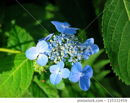 [Japanese Alpine Plants] Hydrangea macrophylla 135332459