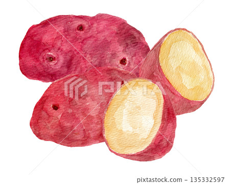 Hand-drawn watercolor illustration of multiple red May Queen potatoes 135332597