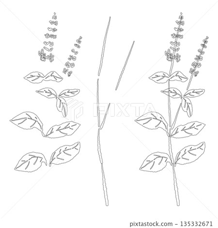 手繪羅勒線條畫插圖（框架、花環、圖案等） 135332671