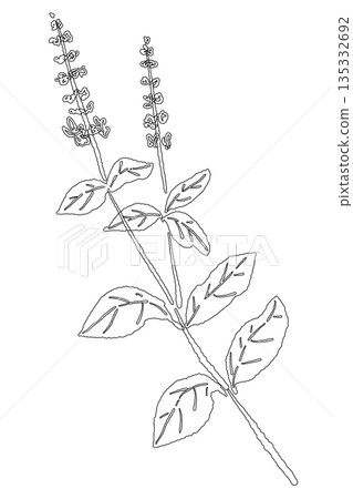 手繪羅勒線條畫插圖（框架、花環、圖案等） 135332692