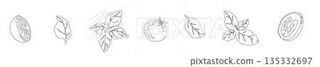 Hand-drawn line drawing illustrations of basil (frames, wreaths, patterns, etc.) 135332697