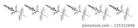 Hand-drawn line drawing illustrations of basil (frames, wreaths, patterns, etc.) Hand-drawn line drawing illustrations of basil (frames, wreaths, patterns, etc.) 135332698