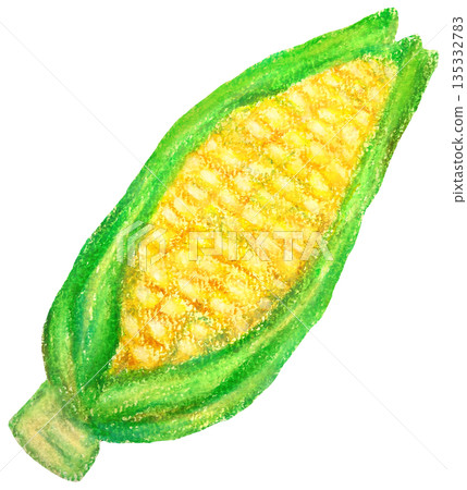 Corn illustration oil pastel drawing Corn illustration oil pastel drawing 135332783