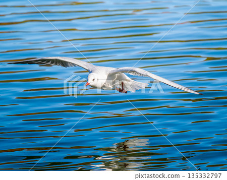 多汁的牛飛 135332797