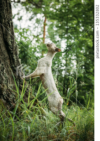 White Devon Rex Cat Standing on Hind Legs by Moss Covered Tree White Devon Rex Cat Standing on Hind Legs by Moss Covered Tree 135332802