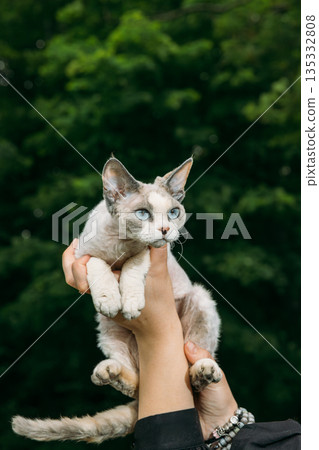 Cream Devon Rex Cat with Blue Eyes Held in Hands Garden Portrait 135332808