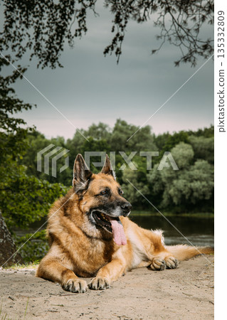 German Shepherd Alsatian Wolf Dog Resting Riverbank Forest Portrait German Shepherd Alsatian Wolf Dog Resting Riverbank Forest Portrait 135332809