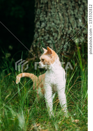 Curly Coated Ginger and White Devon Rex Cat Exploring Forest Grass Curly Coated Ginger and White Devon Rex Cat Exploring Forest Grass 135332812