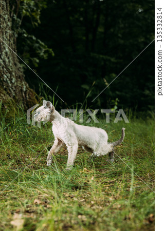 Cream Devon Rex Cat Walking on Forest Edge Cream Devon Rex Cat Walking on Forest Edge 135332814