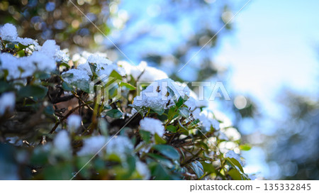 積雪覆蓋的樹葉 135332845