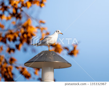 路燈上的黑頭鷗 135332967