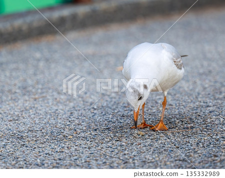 黑頭鷗在地上行走 135332989