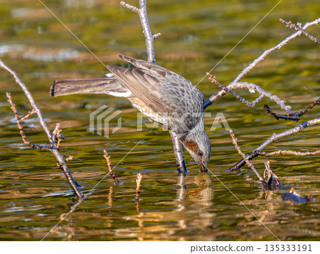 Waterside bulbul 135333191