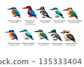 10 most common kingfisher bird species against white background 135333404