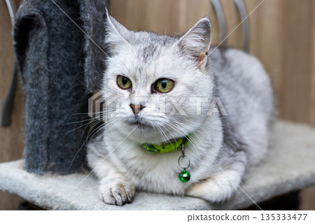 Serene setting featuring silvercoated feline with green collar and gentle jingle 135333477