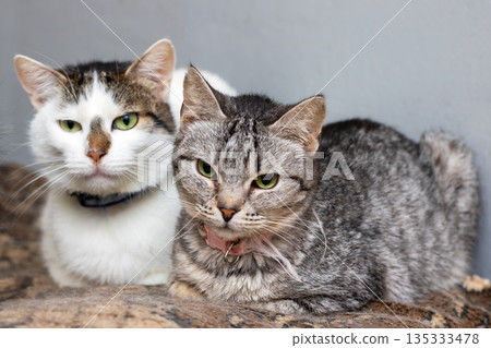Gray and white cats relaxing together, Two adorable cats resting peacefully on plush blanket Gray and white cats relaxing together, Two adorable cats resting peacefully on plush blanket 135333478