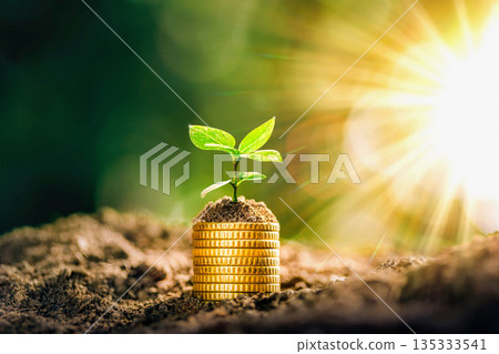 Growing Money - Plant On Coins - Finance And Investment Concept. The seedlings are growing on the coins placed on the ground, thinking about financial growth. Savings Coins. Interest Concept. 135333541