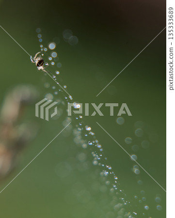 Tiny Spider on Dewy Web with Soft Bokeh 135333689