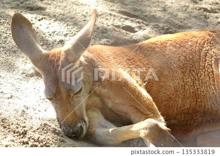 袋鼠在沙灘上睡覺的特寫鏡頭 袋鼠在沙灘上睡覺的特寫鏡頭 135333819